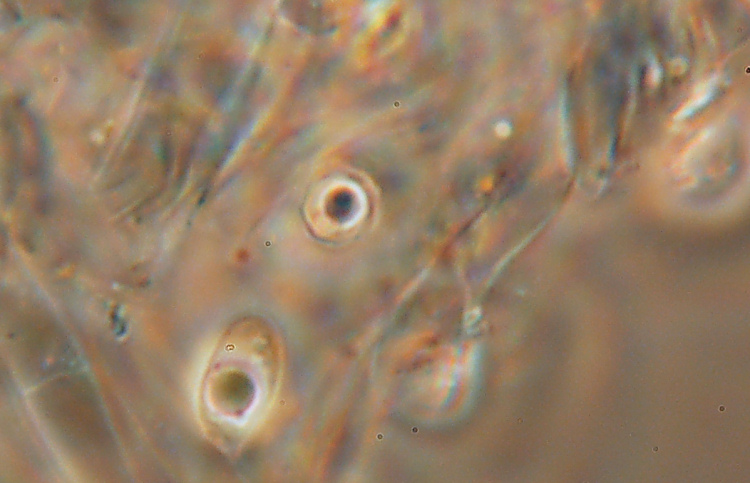 Mah...mi da l''idea di un Clitopilus...